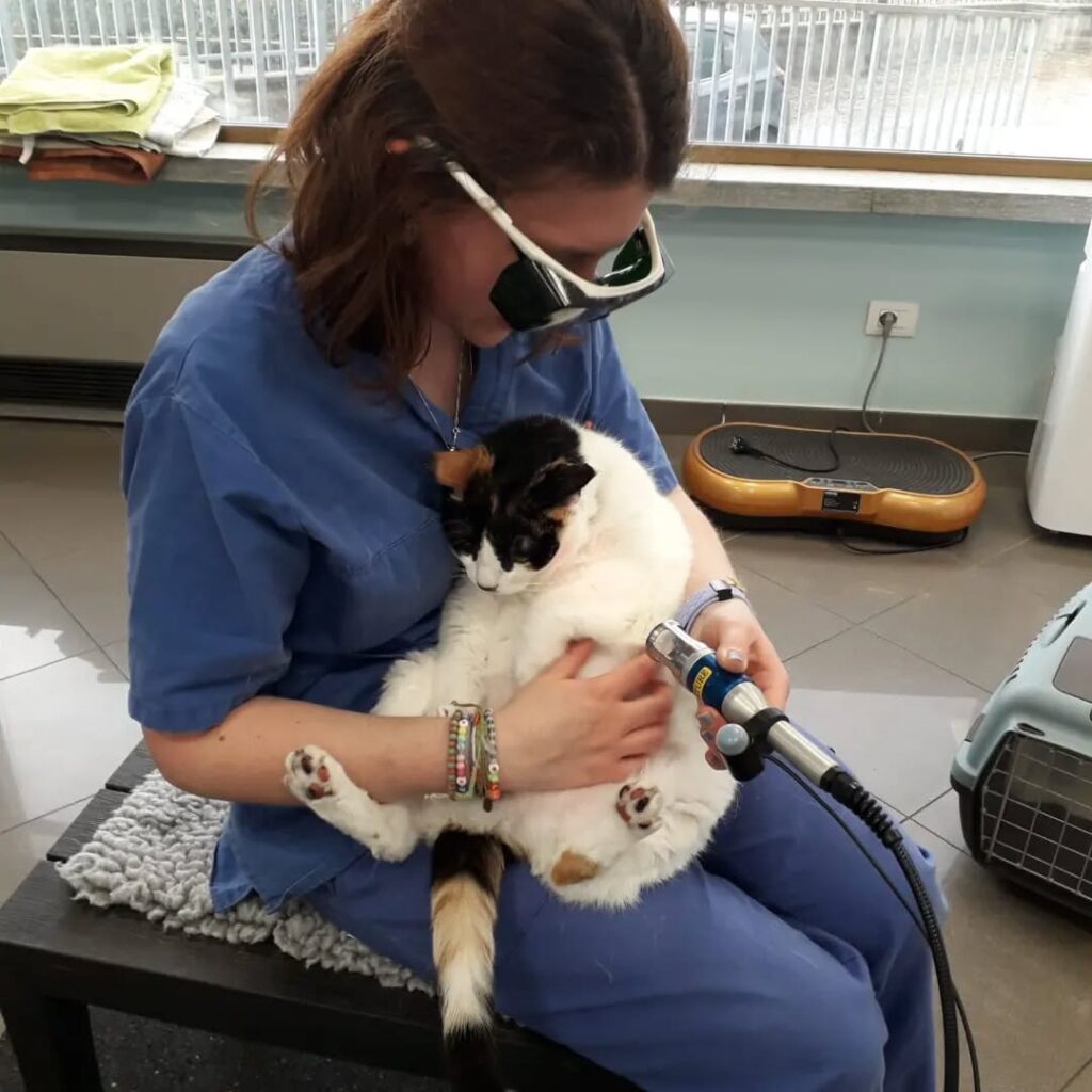 Visite specialistiche per animali domestici a Revello
